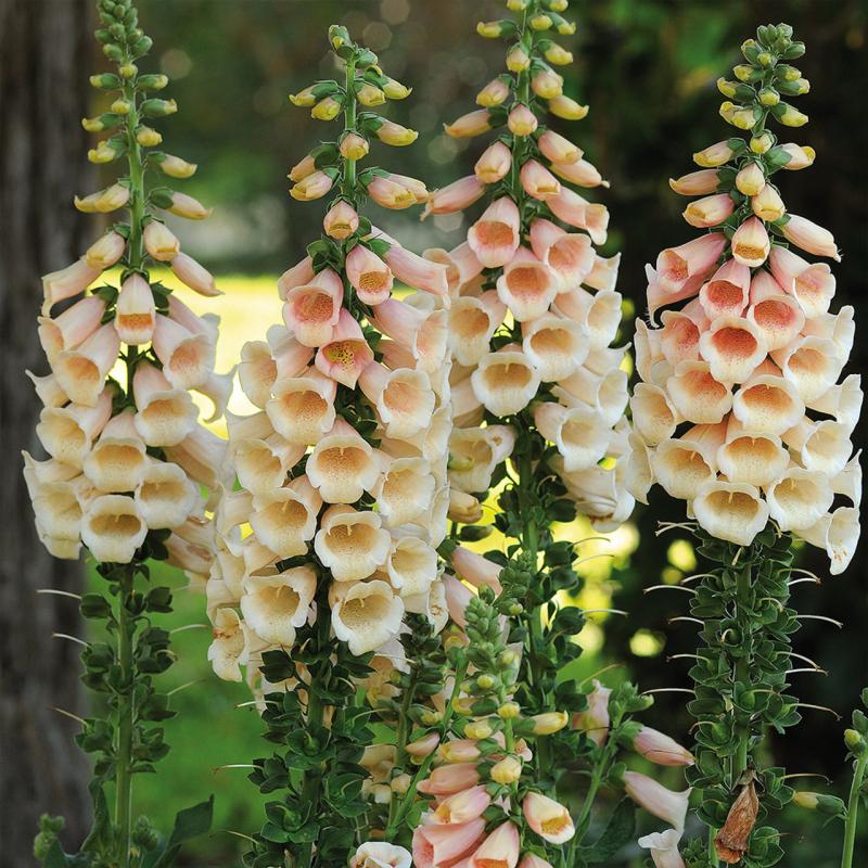 DIGITALIS purpurea Apricot (1582)